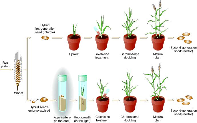 Semente Híbrida primeira geração (infértil) Plantio Tratamento Colchicina Duplicação dos cromossomos Planta Adulta Segunda geração de sementes (férteis) Pólen Centeio Trigo Semente