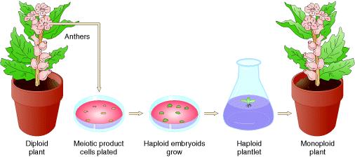HAPLOIDIA Anteras Planta Diplóide Plaqueamento de células resultantes da
