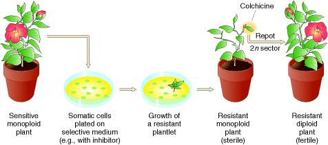 Colchicina Replantio Setor 2n Planta Haplóide Sensível Células Somáticas plaqueadas em meio seletivo (por exemplo: