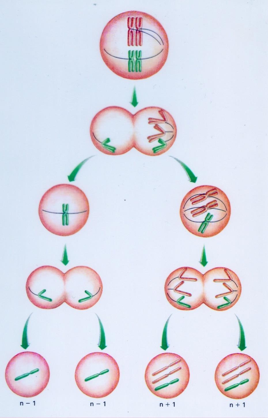 Não-disjunção n= x -1