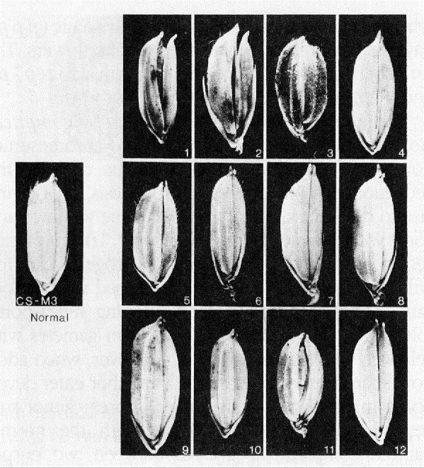 Trissomia 2n+1 Oryza sativa 2n=2x=24 variedade CS-M3 12 trissômicos primários o número corresponde a cada um dos