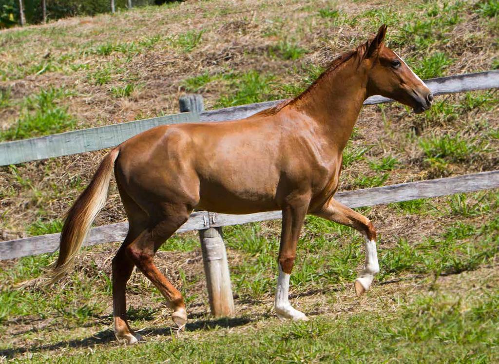 15. Ator do Rancho do Acaso SÍMBOLO DA SANTA ESMERALDA ELO