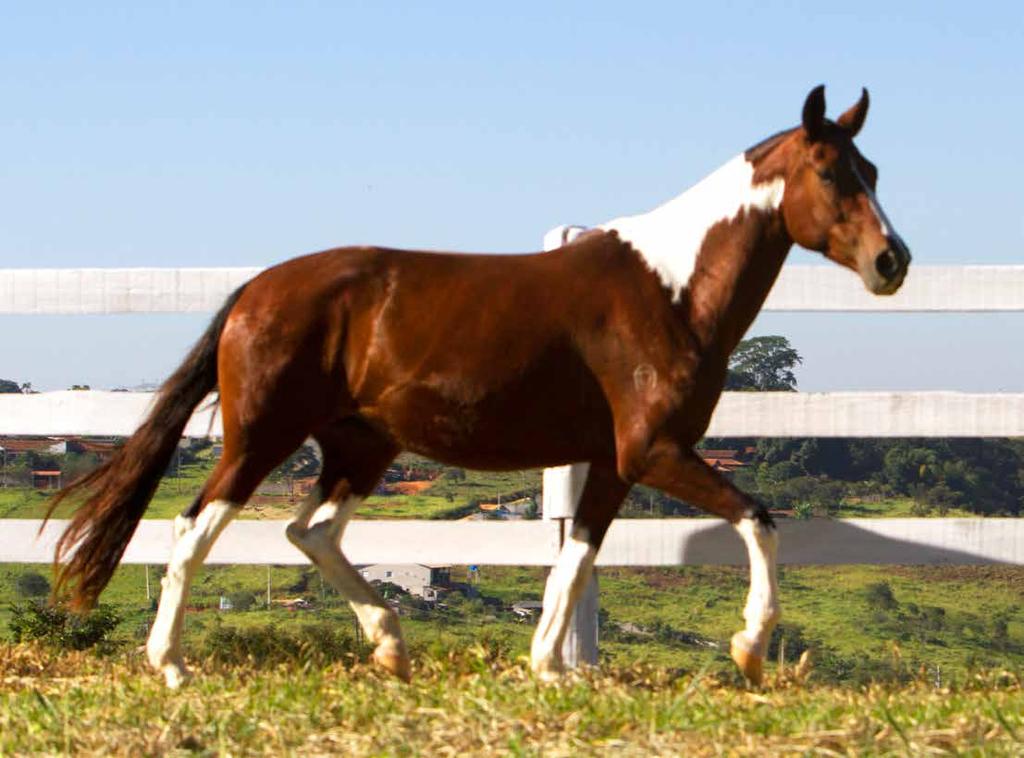 18. Miss do Rancho do Acaso ESPANHOL KAFÉ DA NOVA PALHAÇO DE ITUVERAVA x BÓSNIA KAFÉ DA NOVA BATUTA REMANSO DESACATO