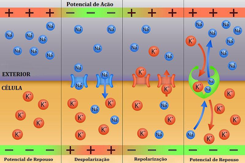 Potencial de ação Se a permeabilidade da célula para um íon muda, o potencial de membrana da célula muda Pontencial de ação: alteração transitória no potencial elétrico