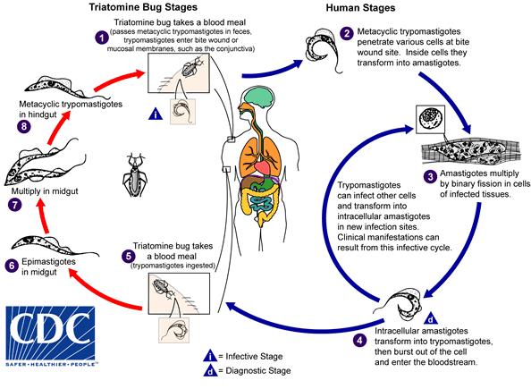 17 Fases no triatomíneo Triatomíneo pica e elimina tripomastigotas pelas fezes. Fases no ser humano Tripomastigotas metacíclicas penetram várias células no local da picada.