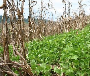 pigeon pea in Laos,