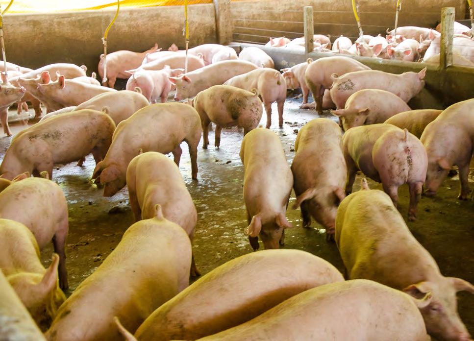 Capítulo 1 Efeito do peso de abate sobre o desempenho e características de carcaça em suínos Teresinha