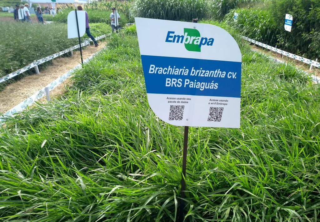 16 O gênero Brachiaria exerceu um papel muito importante no desenvolvimento do Brasil, pois possibilitou a implantação da pecuária nos solos ácidos e pobres do cerrado, sendo até hoje a base das