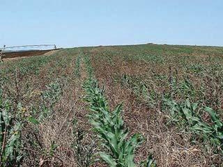 Aquando da aplicação de estrumes e chorumes à superfície do solo convém ter presente que pode ser criada uma barreira sobre as plantas infestantes que as proteja dos herbicidas de pré-sementeira que