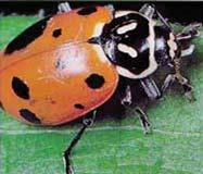 predadoras das pragas que também são favorecidas pelos sistemas de mobilização de conservação (formigas, aranhas, escaravelhos predadores).