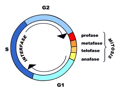 9 extracelular. Este processo de hiperplasia observado pós implante dos stents tem sido motivo de esforços contínuos de pesquisas. (Fig.