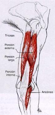 12 7 TRÍCEPS E ANCÔNEO Tríceps e Ancôneo Tríceps Ancôneo Posição do paciente: decúbito dorsal Posição do