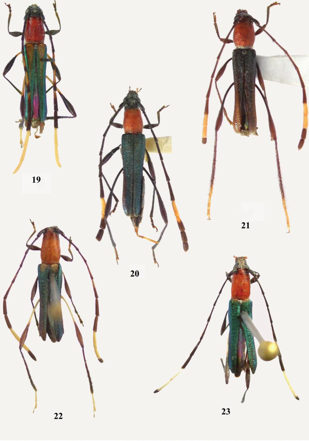 618 Santos-Silva, A. et al.: Estudos taxonômicos em Rhinotragini II Figuras 19 23: Vista dorsal: 19. Pyrpotyra paradisiaca (Tippmann, 1953), fêmea; 20. P. paraensis, holótipo fêmea; 21.