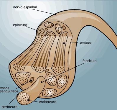 7 fibras elásticas. A quantidade de tecido epineural é variável, sendo mais abundante próximo às articulações (HAM & CORMACK, 1979). O epineuro possui vasos sanguíneos que irrigam os nervos maiores.