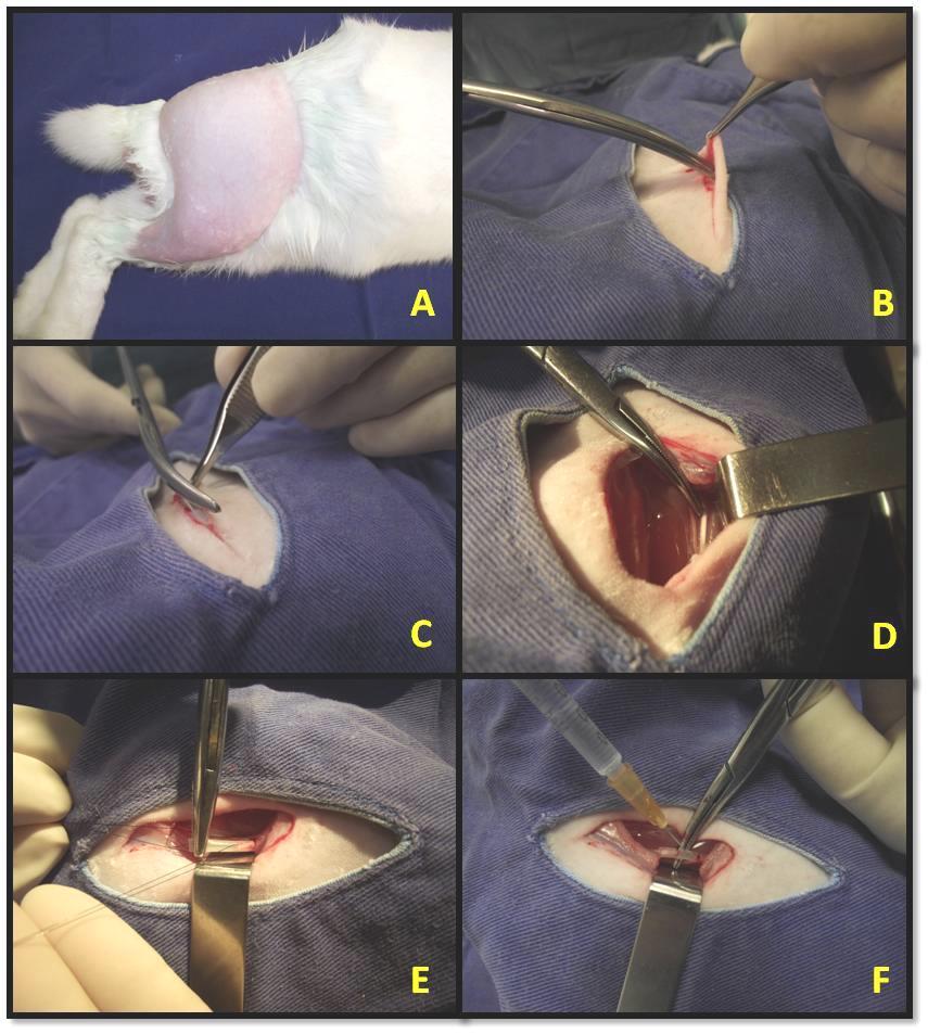 34 FIGURA 1 Etapas do procedimento cirúrgico de lesão experimental e reparação pela técnica de tubulização, do nervo tibial em coelho.