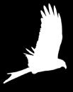 O abutre-preto (Aegypius monachus) É a maior ave de presa da Europa, e reproduz-se,