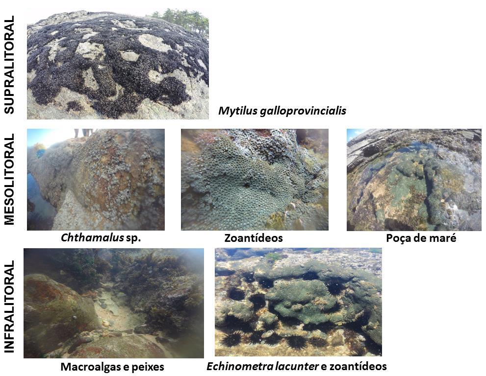 Figura 3 Registros fotográficos de parte dos organismos do costão rochoso do Farol de Itapuã, por zona, em agosto de 2015 (Fotos de autoria de Cristiano Pinto e Marcus Peralva).