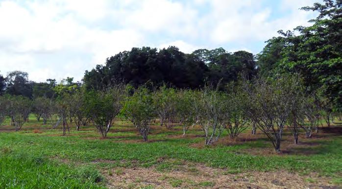 Avaliações Preliminares de Parâmetros Genéticos de Acessos de Myrciaria 9 O fruto de Myrciaria dubia é baga esférica de superfície lisa e brilhante, coloração vermelho-arroxeada, com 2 cm a 4 cm de