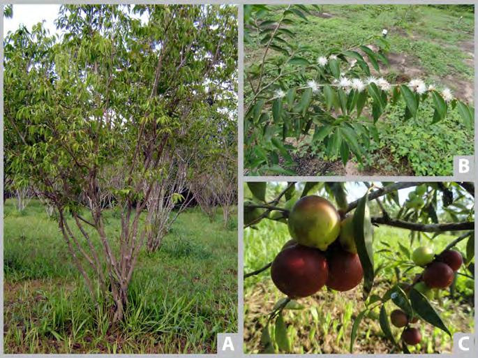 8 Avaliações Preliminares de Parâmetros Genéticos de Acessos de Myrciaria Introdução O camucamuzeiro (Myrciaria dubia [H.B.K.