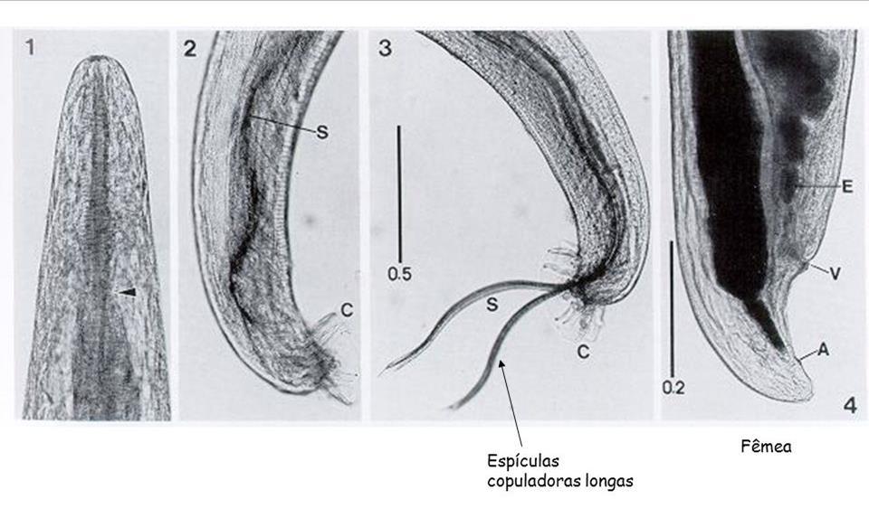 Morfologia Parte anterior e posterior