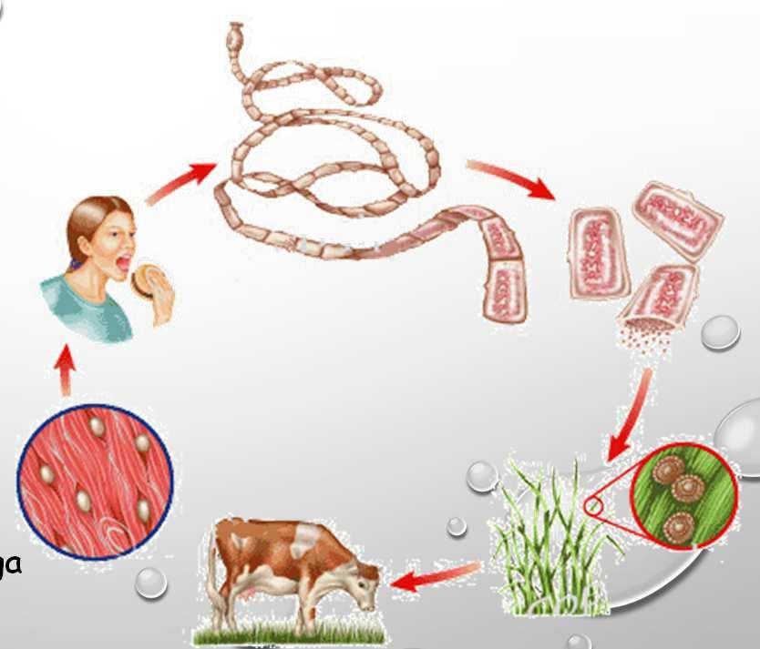 Hospedeiro Termo utilizado em parasitologia para designar aquele que abriga em si o parasita.