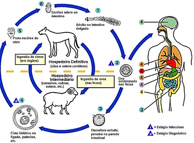 Ciclo de vida 1. No intestino delgado dos cães (hospedeiros definitivos) parasita adulto, fixado por meio de suas ventosas, produz ovos (35 a 40 dias).