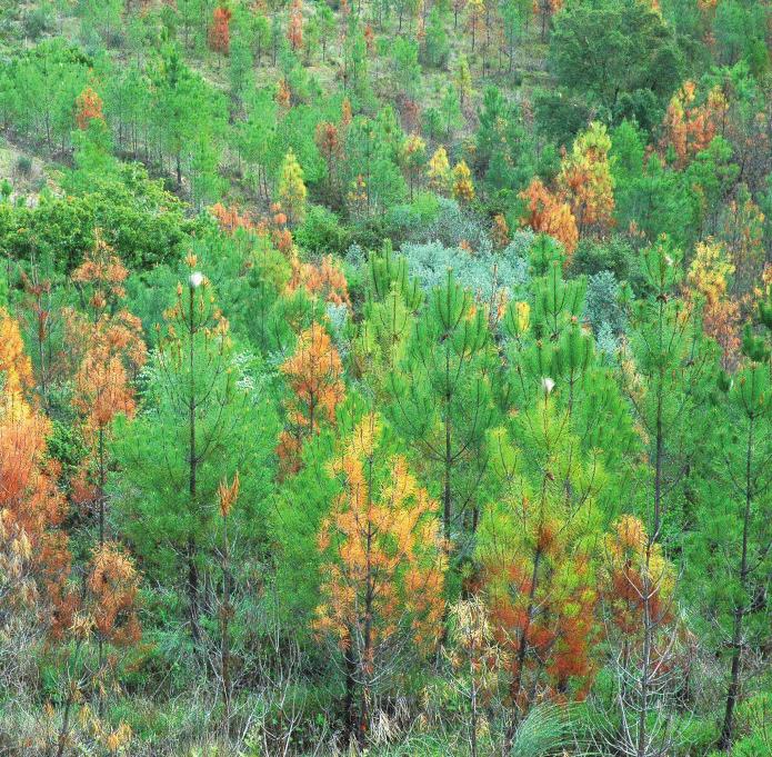 14 Ações de curto prazo (1º e 2º ano) após o incêndio Os dados existentes sugerem que a forma mais indicada para reduzir o perigo de um futuro surto de pragas, é proceder no curto-prazo à remoção das