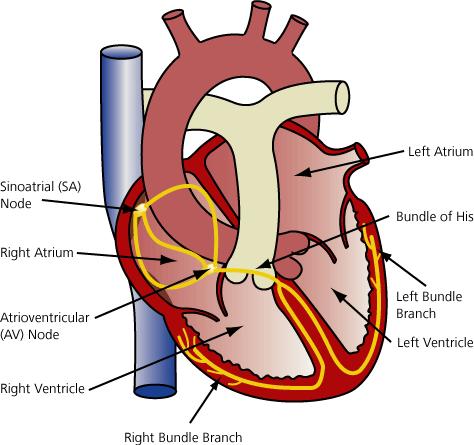 2.2 Partes funcionais do coração 8 Figura 2.1: Partes funcionais do coração. Átrios, ventrículos, nódulo SA, nódulo AV, feixe de His e seus ramos de condução.