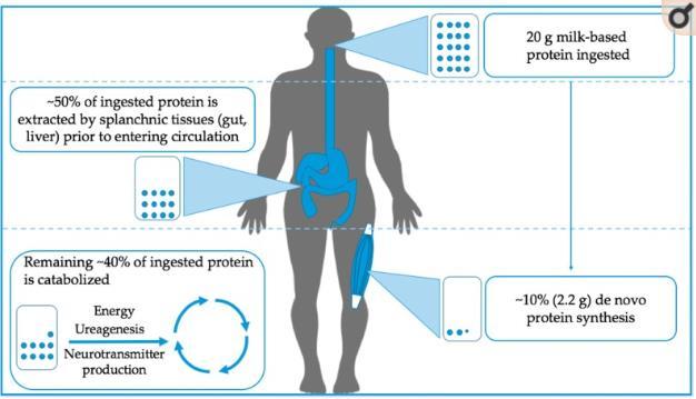 (Fonte: Nutrients, Volume 10, Issue 2 -