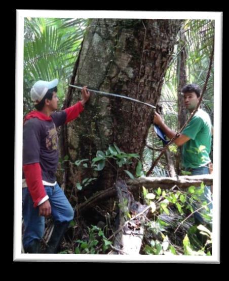 FLORA RESUMO PÚBLICO PLANO DE MANEJO FLORESTAL2019 10 Programas Ambientais Os monitoramentos ambientais são parte importante para mensurar, evidenciar e ajudar na tomada de decisões de manejo das