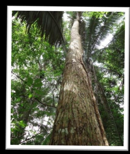 Através dos trabalhos de diagnóstico e implantação das parcelas de monitoramento da flora regional foram catalogadas a diversidade de espécies vegetais nas unidades de manejo florestal da TRC