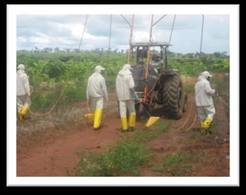 RESUMO PÚBLICO PLANO DE MANEJO FLORESTAL2019 5 Capina Química: é realizada tanto ao longo como entre os corredores do plantio.