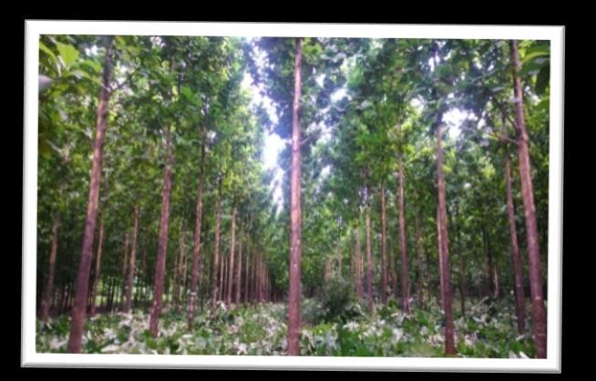 onde poderá constatar qualquer tipo de interferência ambiental ou social por parte da TRC,