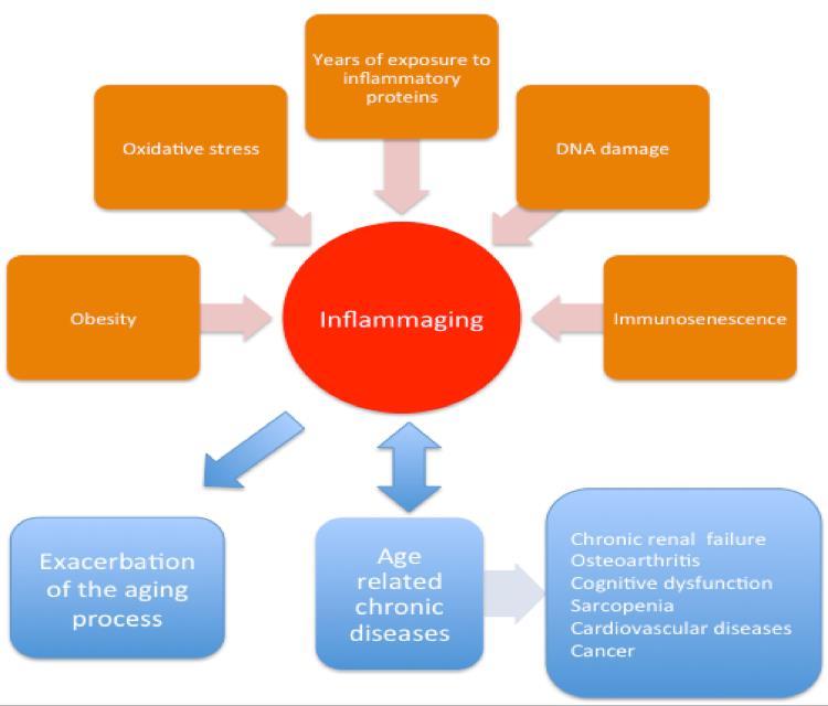 ENVELHECIMENTO ASSOCIADO À INFLAMAÇÃO SISTÊMICA