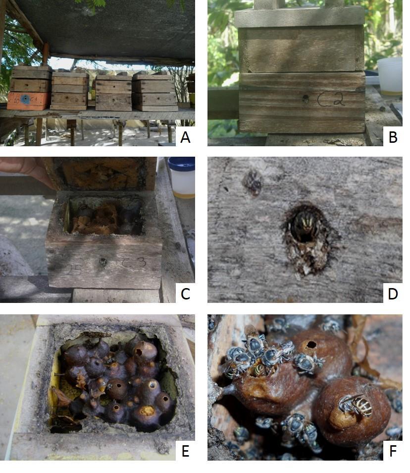 Figura 2. Caixas racionais de Melipona asilvai selecionadas para a coleta de mel e pólen, em uma área de caatinga de Conceição de Coite, Bahia, Brasil, entre 2012 e 2014.