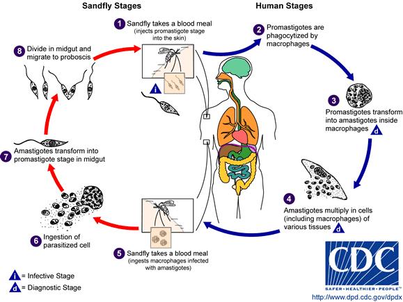 27 Figura 5 Ciclo biológico do gênero Leishmania no inseto vetor e no homem Fonte: LABORATORY, 2011 O flebotomíneo ao sugar o sangue injeta o parasito em estágio de promastigota na pele (número 1),