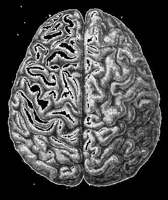 A percepção e o cérebro O Cérebro [Luria]