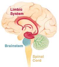 Cérebro x Percepção [Fialho, 2001] O cérebro busca informações, principalmente, dirigindo a visão, ouvindo e cheirando; Essa busca resulta da atividade auto-organizada do Sistema Límbico que envia um