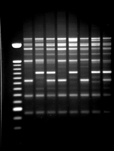 DNA M12306 M12306 Kits: OPA,