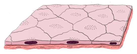 1.1 TECIDO EPITELIAL DE REVESTIMENTO SIMPLES PAVIMENTOSO Esse epitélio é constituído, por uma só camada de células planas ou pavimentosas que se assentam em uma lâmina basal.