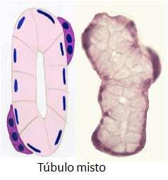 Porção secretora mista é formada por uma porção tubular ou acinar mucosa, ao redor da qual há uma