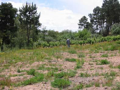 Tapete de manta morta reduz sobremaneira a visibilidade. Terrenos arenosos (areia de cor branca), com seixos de quartzito rolados. 4 Zona agricultada e solo relativamente limpo.