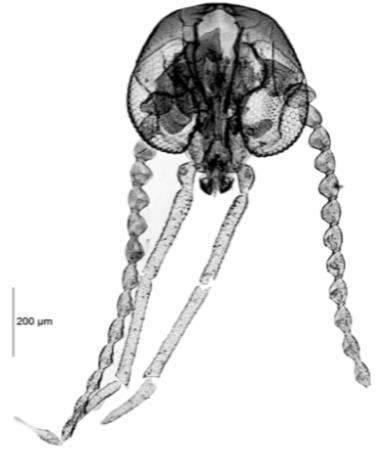 Além da descrição original, apenas outros quatro trabalhos trazem descrições de espécies de Caenobrunettia: QUATE (1996 e 1999) descreveu C. plegas Quate, 1996, C. tropicalis Quate, 1996 e C.