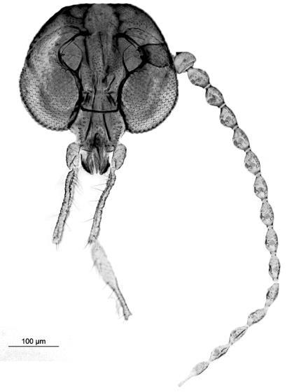 40 Figura 5: a d. Caenobrunettia echinoflagellata.