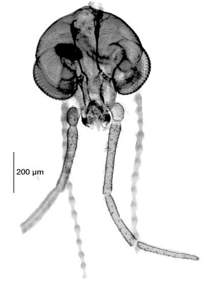 41 Figura 6: a - d. Caenobrunettia sarculosa.