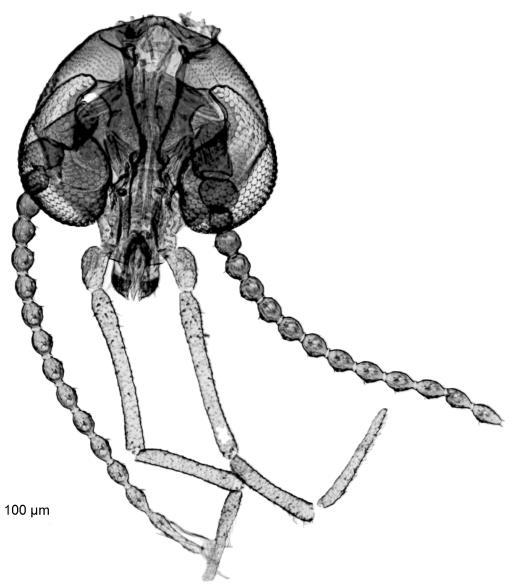 42 Figura 7: a - d. Caenobrunettia subditícia.