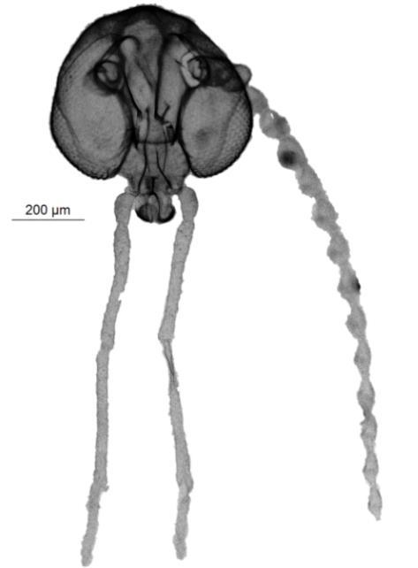 44 Figura 10. Caenobrunettia baiana. 10a: terminália masculina (200 μm), vista ventral mostrando o gonostilo bifircado e os gonocoxitos.