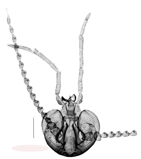 45 Figura 9: a - d. Caenobrunettia quelicerata sp nova. 11a: terminália masculina (200 μm), vista ventral mostrando apodema edeagal, parâmeros, gonóstilo bifircado e os gonocoxitos.
