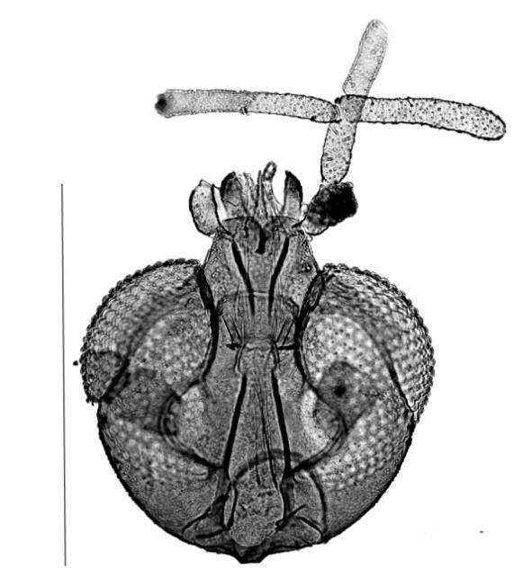 48 Figura 12: a d. Caenobrunettia serrajiboienses.