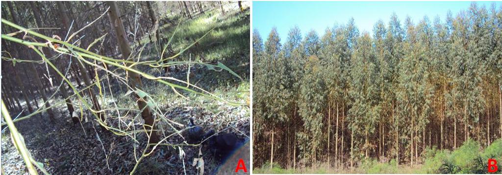 35 Figura 3 - (A) Galhos de Eucalyptus saligna desfolhados (B) Árvores atacadas no sentido da base para o ápice. Maio de 2011. São Sepé, RS.